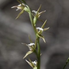 Prasophyllum sp. aff. patens (Alabaster Leek Orchid) at Wee Jasper, NSW - 4 Sep 2020 by JudithRoach
