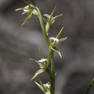 Prasophyllum sp. aff. patens (Alabaster Leek Orchid) at suppressed - 4 Sep 2020 by JudithRoach