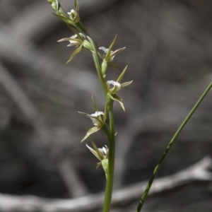 Prasophyllum sp. aff. patens at suppressed - suppressed