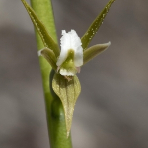 Prasophyllum sp. aff. patens at suppressed - suppressed