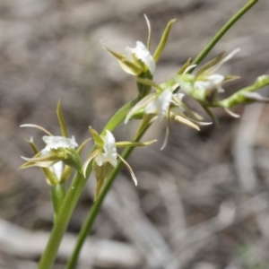 Prasophyllum sp. aff. patens at suppressed - suppressed