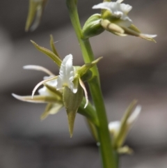 Prasophyllum sp. aff. patens at suppressed - suppressed