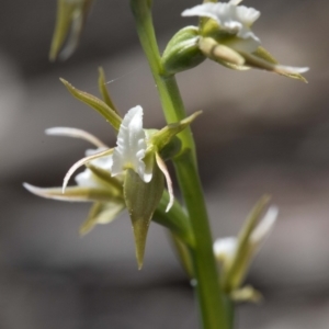 Prasophyllum sp. aff. patens at suppressed - suppressed