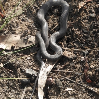 Cryptophis nigrescens (Eastern Small-eyed Snake) at Jerrawangala National Park - 1 Sep 2020 by KarenDavis