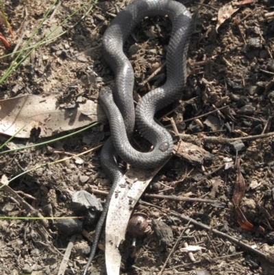 Cryptophis nigrescens (Eastern Small-eyed Snake) at Tomerong, NSW - 2 Sep 2020 by KarenDavis