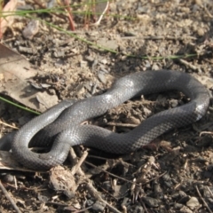 Cryptophis nigrescens at Tomerong, NSW - 2 Sep 2020 08:50 AM