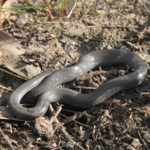 Cryptophis nigrescens at Tomerong, NSW - 2 Sep 2020 08:50 AM