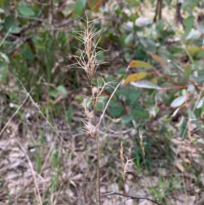Aristida ramosa (Purple Wire Grass) at Bruce Ridge to Gossan Hill - 1 Sep 2020 by JVR