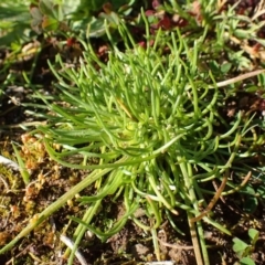Isoetopsis graminifolia (Grass Cushion Daisy) at Black Mountain - 1 Sep 2020 by RWPurdie