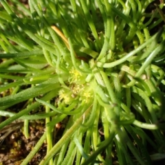 Isoetopsis graminifolia at Downer, ACT - 2 Sep 2020