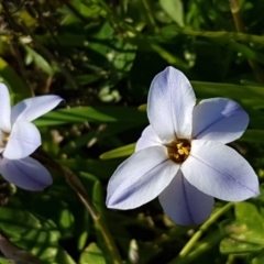 Ipheion uniflorum (Spring Star-flower) at Hall, ACT - 2 Sep 2020 by tpreston