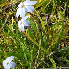 Ipheion uniflorum at Hall, ACT - 2 Sep 2020 03:38 PM