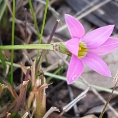 Romulea rosea var. australis (Onion Grass) at Hall, ACT - 2 Sep 2020 by trevorpreston