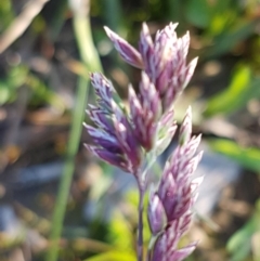Unverified Grass at Hall Cemetery - 6 Sep 2020 by trevorpreston