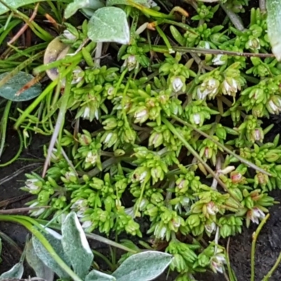 Crassula decumbens var. decumbens (A Stonecrop) at Hall, ACT - 2 Sep 2020 by tpreston