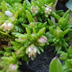 Crassula decumbens var. decumbens at Hall, ACT - 2 Sep 2020