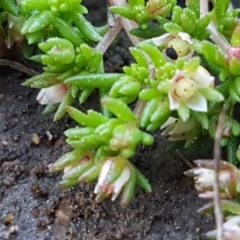 Crassula decumbens var. decumbens at Hall, ACT - 2 Sep 2020