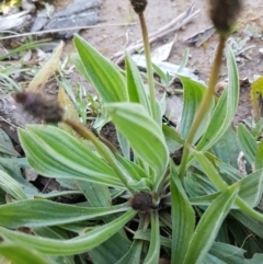 Plantago lanceolata (Ribwort Plantain, Lamb's Tongues) at Hall, ACT - 2 Sep 2020 by tpreston