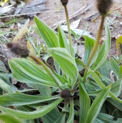 Plantago lanceolata (Ribwort Plantain, Lamb's Tongues) at Hall, ACT - 2 Sep 2020 by trevorpreston