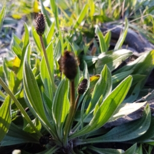 Plantago lanceolata at Hall, ACT - 2 Sep 2020