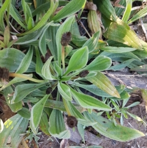 Plantago lanceolata at Hall, ACT - 2 Sep 2020