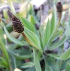 Plantago lanceolata at Hall, ACT - 2 Sep 2020