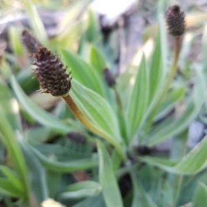 Plantago lanceolata at Hall, ACT - 2 Sep 2020