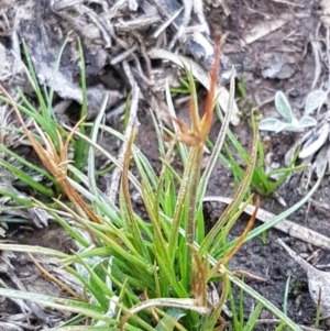 Juncus capitatus at Hall, ACT - 2 Sep 2020 04:08 PM