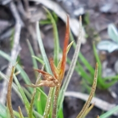 Juncus capitatus at Hall, ACT - 2 Sep 2020 04:08 PM