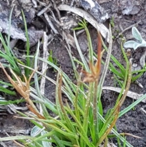 Juncus capitatus at Hall, ACT - 2 Sep 2020 04:08 PM