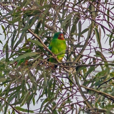 Lathamus discolor (Swift Parrot) at Watson, ACT - 26 Sep 2018 by RodDeb