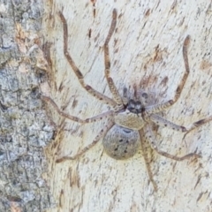 Isopeda (genus) (Huntsman Spider) at Hall, ACT - 2 Sep 2020 by trevorpreston