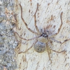 Isopeda sp. (genus) (Huntsman Spider) at Hall, ACT - 2 Sep 2020 by trevorpreston