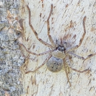 Isopeda (genus) (Huntsman Spider) at Hall, ACT - 2 Sep 2020 by trevorpreston