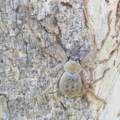 Isopeda sp. (genus) at Hall, ACT - 2 Sep 2020