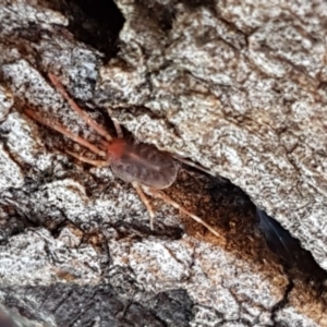 Erythraeidae (family) at Hall, ACT - 2 Sep 2020