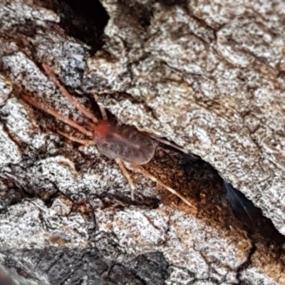 Erythraeidae (family) (Erythraeid mite) at Hall, ACT - 2 Sep 2020 by trevorpreston