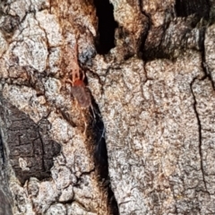 Erythraeidae (family) at Hall, ACT - 2 Sep 2020