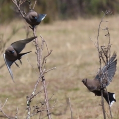 Artamus cyanopterus (Dusky Woodswallow) at Paddys River, ACT - 31 Aug 2020 by RodDeb