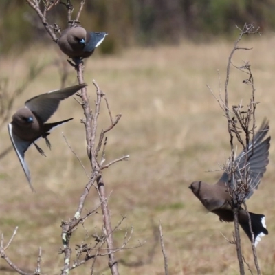 Artamus cyanopterus cyanopterus (Dusky Woodswallow) at Paddys River, ACT - 31 Aug 2020 by RodDeb