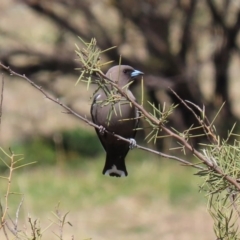 Artamus cyanopterus at Paddys River, ACT - 31 Aug 2020 12:32 PM