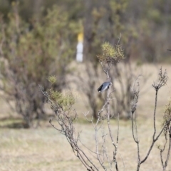 Artamus cyanopterus at Paddys River, ACT - 31 Aug 2020