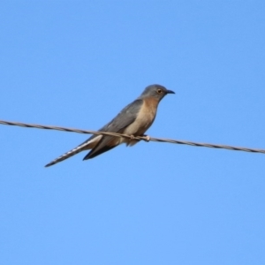 Cacomantis flabelliformis at Paddys River, ACT - 31 Aug 2020