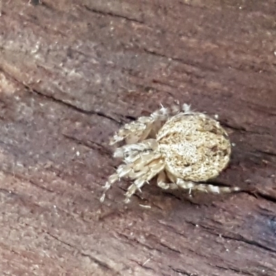 Araneinae (subfamily) (Orb weaver) at Hall Cemetery - 2 Sep 2020 by tpreston