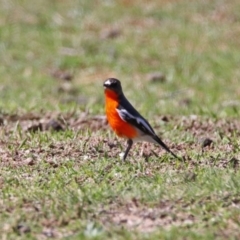 Petroica phoenicea (Flame Robin) at Paddys River, ACT - 31 Aug 2020 by RodDeb