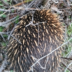 Tachyglossus aculeatus (Short-beaked Echidna) at Molonglo, ACT - 2 Sep 2020 by AaronClausen