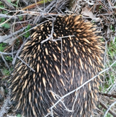 Tachyglossus aculeatus (Short-beaked Echidna) at Molonglo, ACT - 2 Sep 2020 by AaronClausen