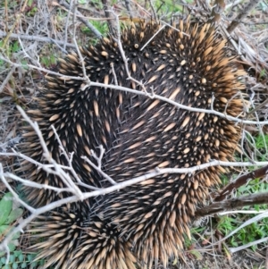 Tachyglossus aculeatus at Molonglo, ACT - 2 Sep 2020 07:45 AM