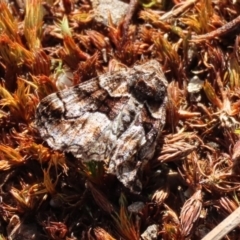 Gastrina cristaria (Wave-lined Geometrid) at Paddys River, ACT - 31 Aug 2020 by RodDeb