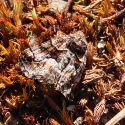 Gastrina cristaria (Wave-lined Geometrid) at Tidbinbilla Nature Reserve - 31 Aug 2020 by RodDeb